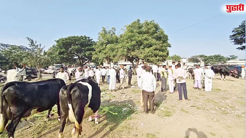 यवतला 10 वर्षांनंतर जनावरांचा बाजार सुरू
