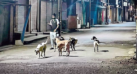 Mahabaleshwar News: महाबळेश्वरात भटक्या कुत्र्यांचा उच्छाद