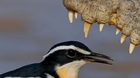 Egyptian Plover | मगरीच्या जबड्यात शिरण्याचे धाडस दाखवणारा पक्षी
