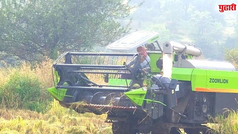 अती पावसाचा भातशेतीवर तडाखा; उत्पादन घटल्याने शेतकरी अडचणीत