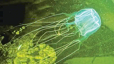 Do Brainless Animals Really Think?