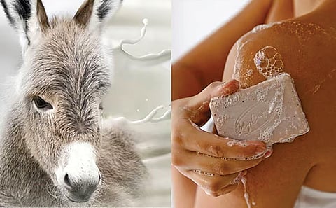 Global Demand increasing for Donkey Milk Soap