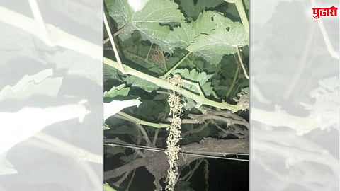 इंदापुरात द्राक्ष उत्पादनात ५० टक्क्यांपर्यंत घट