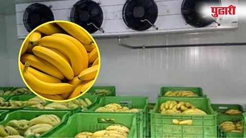 Jalgaon Banana Cold Storage
