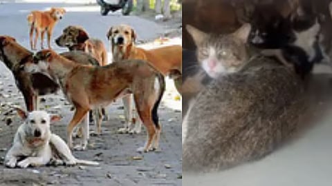 Dog and cat identification