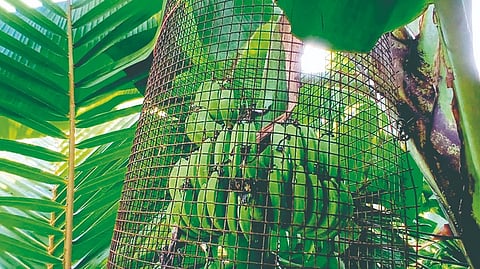 Ratnagiri News : केळी वाचविण्यासाठी शेतकऱ्यांचा देशी जुगाड!