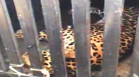 kolhapur | बिबट्या आला कोठून? शोध घेण्याचे प्रशासनासमोर आव्हान