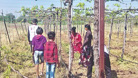 Solapur News: नापिकीमुळे यावलीत द्राक्ष बागेवर कुऱ्हाड