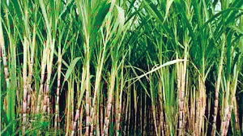 Sangli News | ...अन्यथा धुराडे पेटू देणार नाही