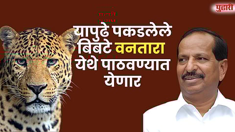 यापुढे पकडलेले बिबटे वनतारा
येथे पाठवण्यात येणार