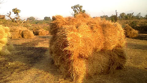 Paddy stacking technique