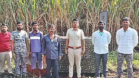 निफाड ( नाशिक )