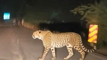 Mokhada leopard sighting