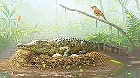 Ancient Australian Crocodile Hunting | प्राचीन ऑस्ट्रेलियन मगरी बिबट्याप्रमाणे शिकार करत
