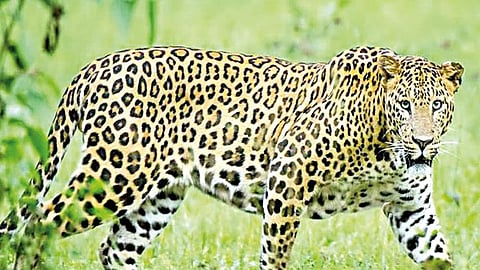 आडाळी एमआयडीसी परिसरात दिवसाढवळ्या बिबट्याचे दर्शन