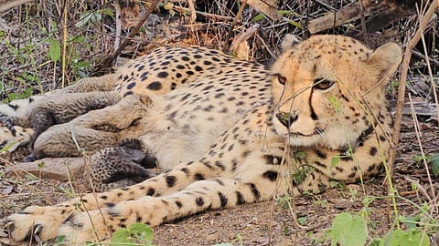 Project Cheetah Success