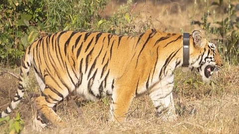 Chanda Tigress: ताडोबातील ‘चंदा’ पिंजऱ्यातून चांदोलीच्या जंगलात
