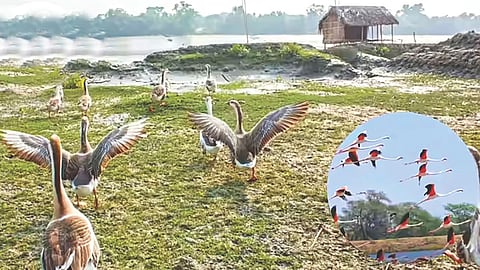 Menar Village Bird Paradise