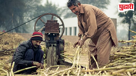 Sugarcane Byproducts