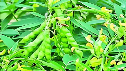 Worm infestation on tur