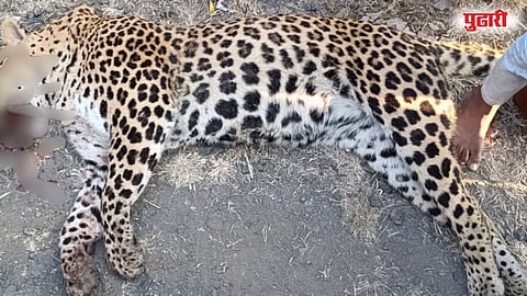 Leopards hit by truck Savargaon