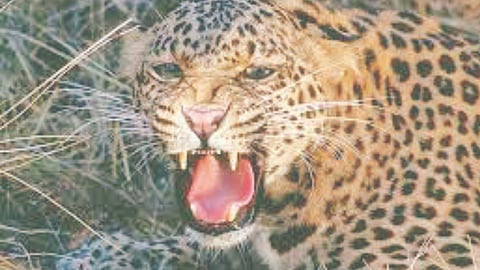 Leopard Population Maharashtra