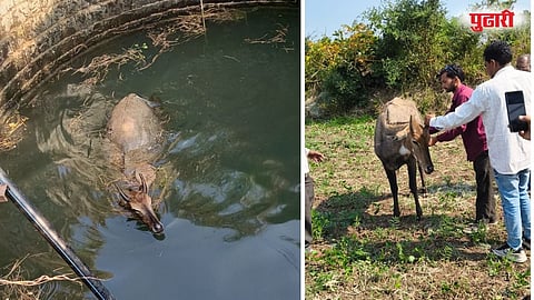 Nilgai falls into well