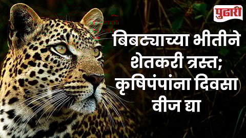 Day Power Supply Farmers