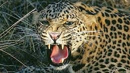 Leopard threat Yeoor