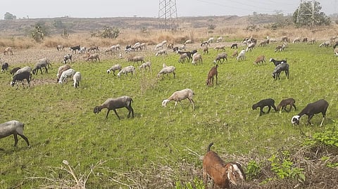Seasonal migration of shepherds