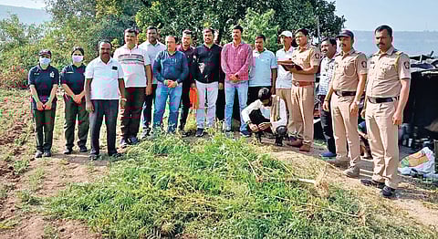 Cannabis Cultivation |