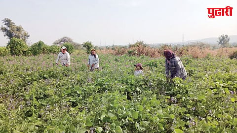 Purandar Gavran Pavta