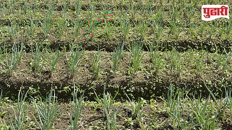 Otur Onion Crop Damage
