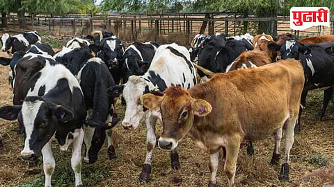 Veterinary Service Doorstep Maharashtra