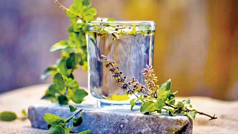Tulasi water | तुळशीचे पाणी घेताना...