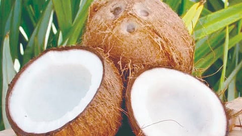 monkey menace in farms