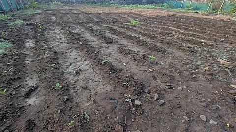 Vikramgad agriculture