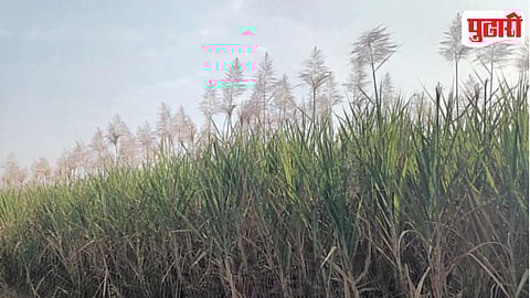 Sugarcane Flowering