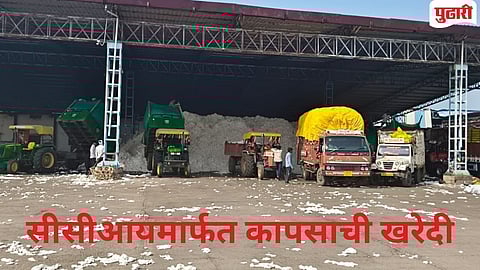 Javalabazar market 17975 quintal cotton