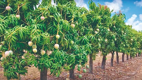 cloudy weather impact orchards