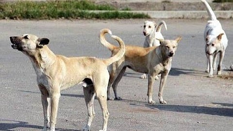 Stray dog attacks Poladpur