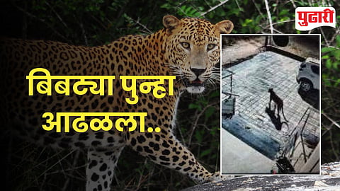 अवसरी खुर्द कौली मळा येथे बिबट्या घरासमोर आढळून आला.