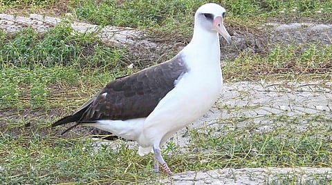 75 year old bird lays eggs