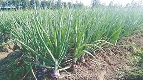 White onion production