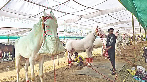 नंदुरबार