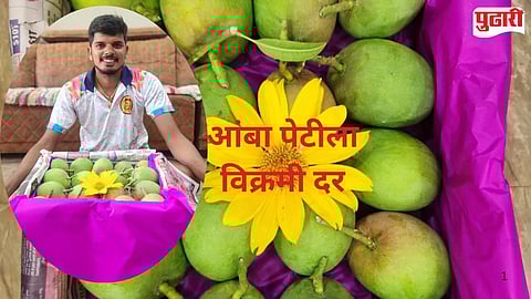 Mango Cultivation Sindhudurg Devgad