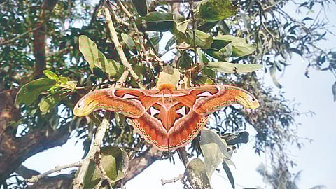 Atlas moth butterfly