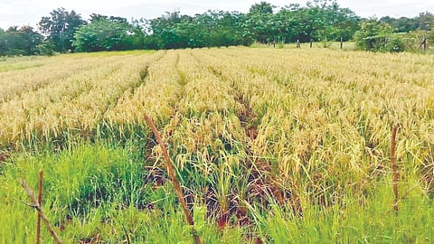 SRT method rice farming