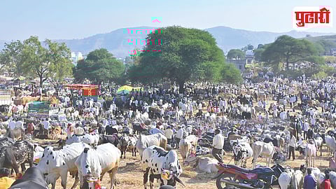 Dangi Cattle Exhibition