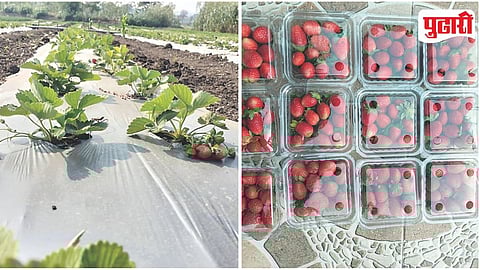 Strawberry Farming